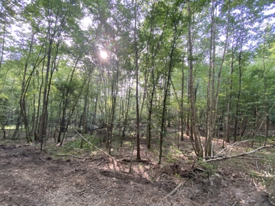 Private Hunting Land in Marion County - image 17
