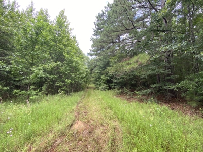 Elysian Fields ISD Timber Tract with Homesites for Sale - image 29