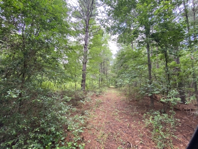 Elysian Fields ISD Timber Tract with Homesites for Sale - image 28