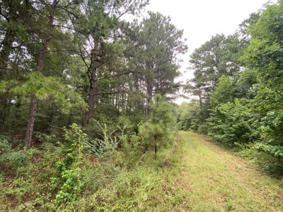 Elysian Fields ISD Timber Tract with Homesites for Sale - image 10