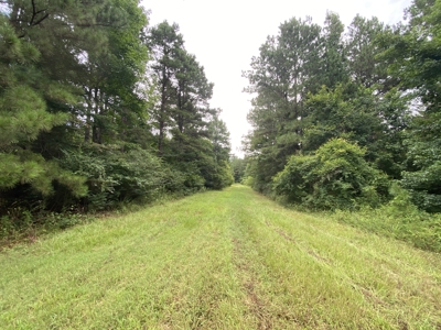 Elysian Fields ISD Timber Tract with Homesites for Sale - image 12