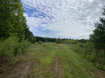 Elysian Fields ISD Timber Tract with Homesites for Sale - image 19