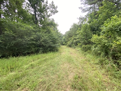 Elysian Fields ISD Timber Tract with Homesites for Sale - image 8