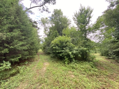 Elysian Fields ISD Timber Tract with Homesites for Sale - image 16