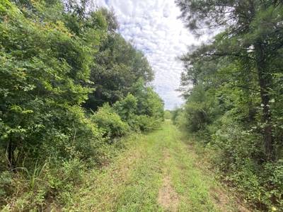 Elysian Fields ISD Timber Tract with Homesites for Sale - image 18