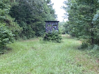 Elysian Fields ISD Timber Tract with Homesites for Sale - image 13