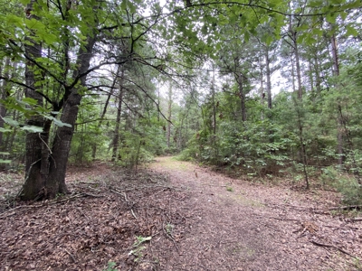 Elysian Fields ISD Timber Tract with Homesites for Sale - image 30