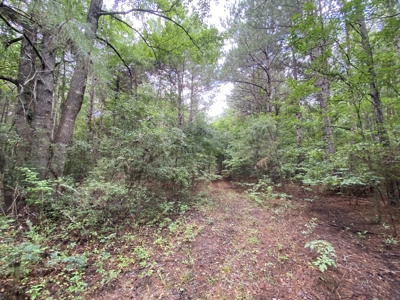 Elysian Fields ISD Timber Tract with Homesites for Sale - image 26