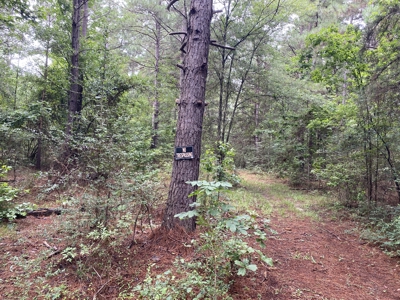 Elysian Fields ISD Timber Tract with Homesites for Sale - image 31