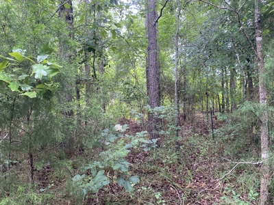 Elysian Fields ISD Timber Tract with Homesites for Sale - image 23