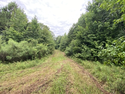 Elysian Fields ISD Timber Tract with Homesites for Sale - image 17