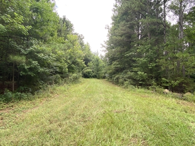 Elysian Fields ISD Timber Tract with Homesites for Sale - image 14