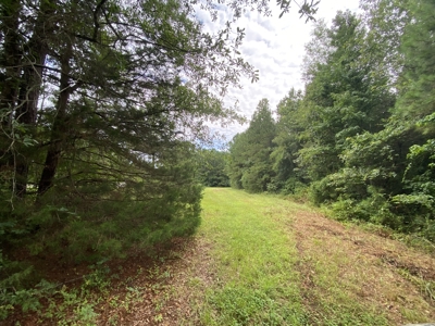 Elysian Fields ISD Timber Tract with Homesites for Sale - image 11