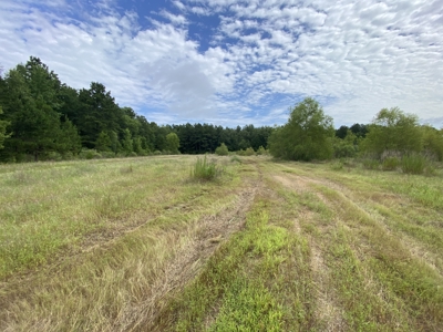 Elysian Fields ISD Timber Tract with Homesites for Sale - image 22