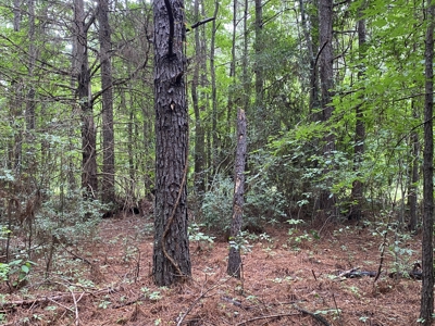 Elysian Fields ISD Timber Tract with Homesites for Sale - image 27