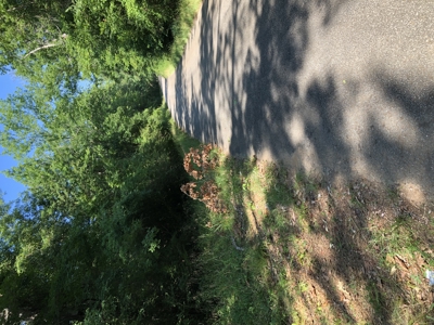 East Texas Hunting/Recreational Land For Sale - image 22