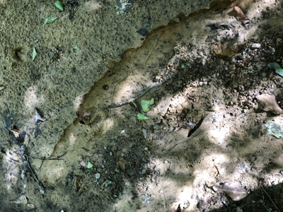 East Texas Hunting/Recreational Land For Sale - image 12