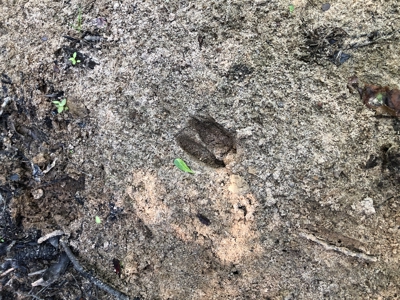 East Texas Hunting/Recreational Land For Sale - image 18