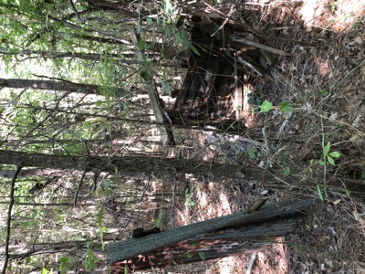 East Texas Hunting/Recreational Land For Sale - image 13