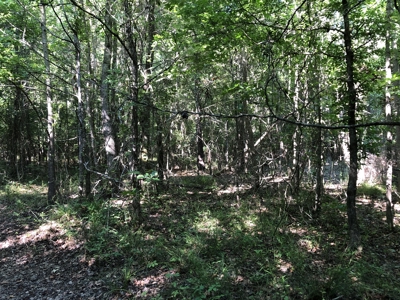 East Texas Hunting/Recreational Land For Sale - image 10