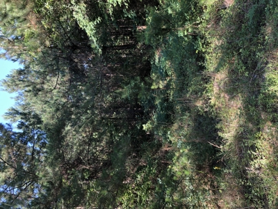 East Texas Hunting/Recreational Land For Sale - image 7