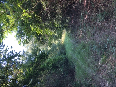 East Texas Hunting/Recreational Land For Sale - image 2