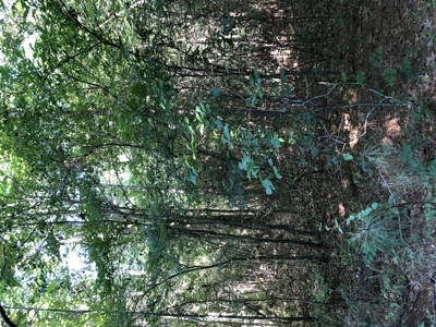 East Texas Hunting/Recreational Land For Sale - image 3