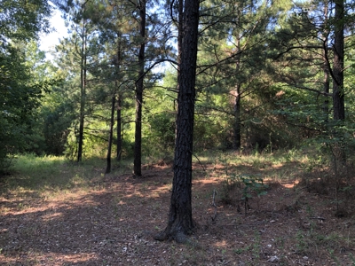 East Texas Hunting/Recreational Land For Sale - image 8