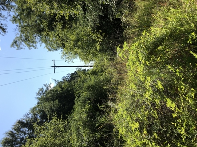 East Texas Hunting/Recreational Land For Sale - image 20