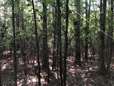 East Texas Hunting/Recreational Land For Sale - image 14