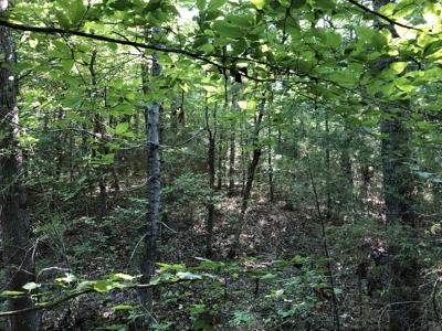 East Texas Hunting/Recreational Land For Sale - image 1