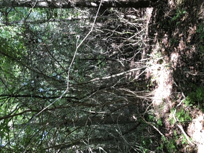 East Texas Hunting/Recreational Land For Sale - image 4