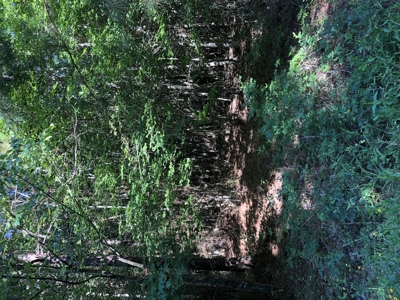 East Texas Hunting/Recreational Land For Sale - image 6