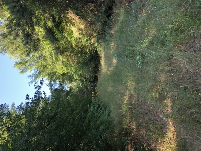 East Texas Hunting/Recreational Land For Sale - image 5