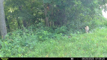 Scenic Point Bluff-Top Retreat with Mississippi River Views - image 48