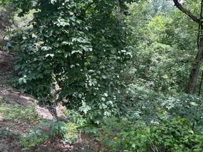 Cottage/Home/Cabins on 75 Acres Off Grid Buffalo River For Sale - image 48