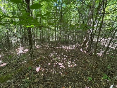 Private Acre For Sale in Whitwell, TN! - image 4