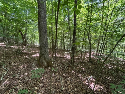 Land For Sale in Sequatchie County! - image 9