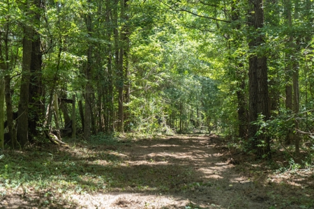 Lapine 216 Multi Use Recreational Timber – Ouachita Parish - image 13