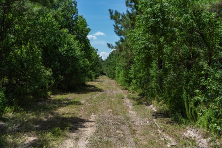Lapine 216 Multi Use Recreational Timber – Ouachita Parish - image 6