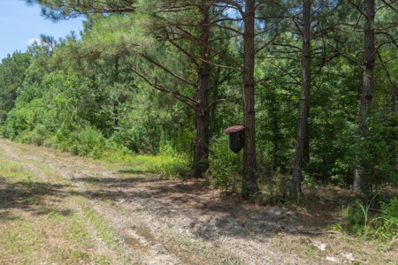 Lapine 216 Multi Use Recreational Timber – Ouachita Parish - image 8