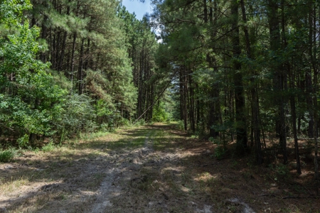 Lapine 216 Multi Use Recreational Timber – Ouachita Parish - image 12