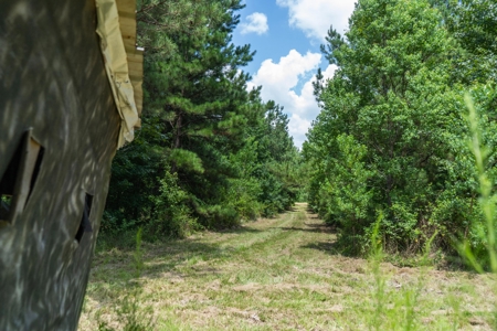 Lapine 216 Multi Use Recreational Timber – Ouachita Parish - image 10