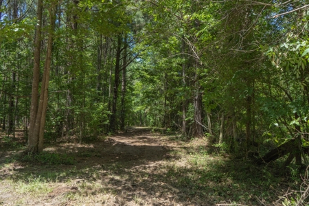 Lapine 216 Multi Use Recreational Timber – Ouachita Parish - image 4