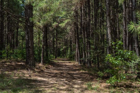 Lapine 216 Multi Use Recreational Timber – Ouachita Parish - image 14