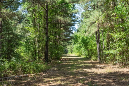 Lapine 216 Multi Use Recreational Timber – Ouachita Parish - image 19