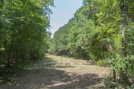 Lapine 216 Multi Use Recreational Timber – Ouachita Parish - image 3