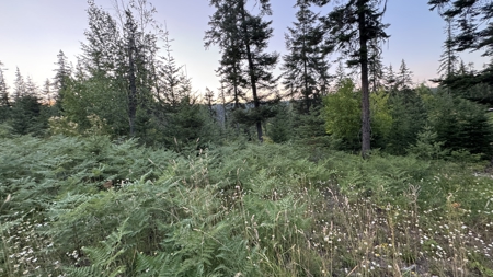 Build-Ready Wooded Acreage with Power, Well & Shop in Orofino, ID - image 14