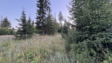 Build-Ready Wooded Acreage with Power, Well & Shop in Orofino, ID - image 5