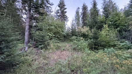 Build-Ready Wooded Acreage with Power, Well & Shop in Orofino, ID - image 7